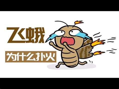 飛蛾 意思|飞蛾 in English